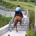 Houston Mounted Patrol
Alle 38 heste i Houston Mounted Patrol er nu barfodet. Arbejder op til 14 timer om dagen på asfalt/beton.